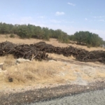 690x390cc-dyb-08-10-2022-agac-katliami-goruntulere-yansidi