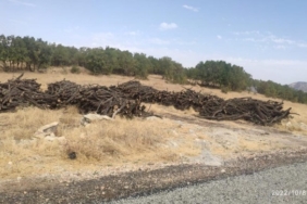 690x390cc-dyb-08-10-2022-agac-katliami-goruntulere-yansidi