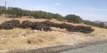 690x390cc-dyb-08-10-2022-agac-katliami-goruntulere-yansidi