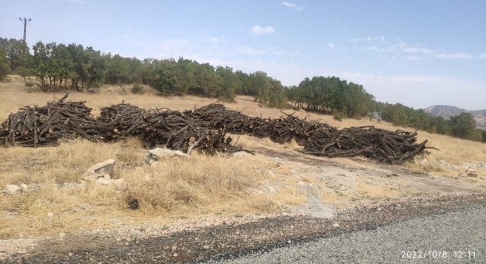 Mışrıf ile Helhel arasında ağaç kıyımı