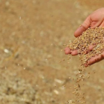 Buğday krizi derinleşiyor