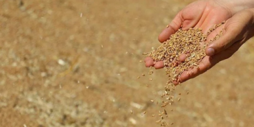 Buğday krizi derinleşiyor