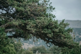 Ekran görüntüsü 2022-11-15 224452