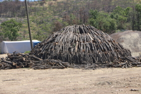 agac-kesimi-doga-katliami-hozat-dersim-7-scaled