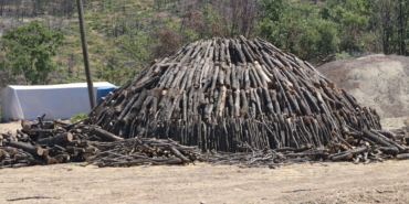 agac-kesimi-doga-katliami-hozat-dersim-7-scaled