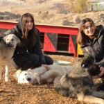 Van-Hayvan-Sesi-Dernegi-kuruldu-7-1024x682