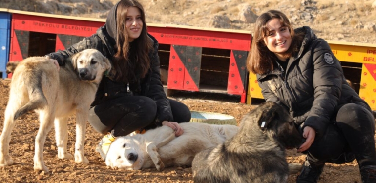 Van Hayvan Sesi Derneği kuruldu: Çevre illerdeki hayvanlara da ulaşılacak