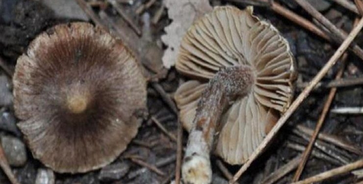 Bu mantar dünyada sadece Kuşadası’nda yetişiyor, adı da: Inocybe Kusadasiensis