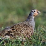 perdix-perdix-marek-szczepanek