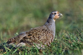 perdix-perdix-marek-szczepanek