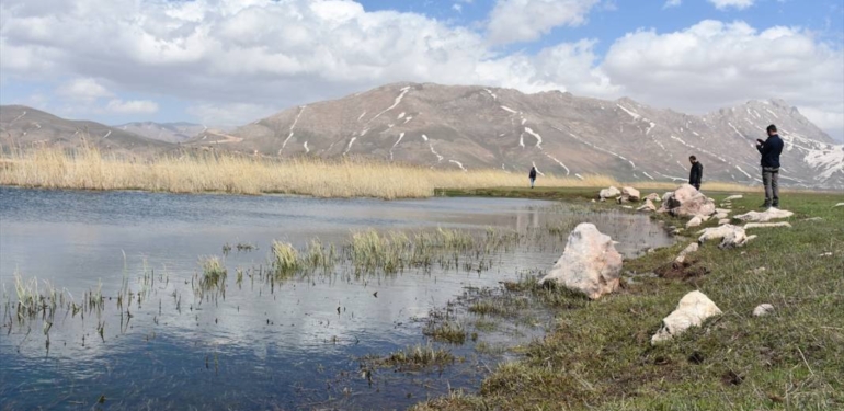 Yüksekova Nehil Sazlığı göçmen kuşlarla şenlendi