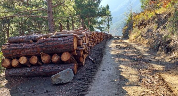 Amanos Dağları’nda ağaç kıyımı devam ediyor