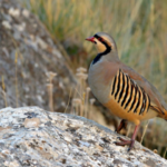 690x390cc-mlt-04-01-2023-meleti-avcilarin-darp-ettigi-yurttas