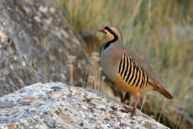 690x390cc-mlt-04-01-2023-meleti-avcilarin-darp-ettigi-yurttas