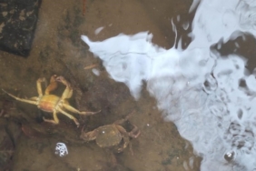 690x390cc-ordu-01-01-2022-caybasi-cop-tesisi-cevreyi-kirletiyor1