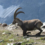 800px-SteinbockGabinten