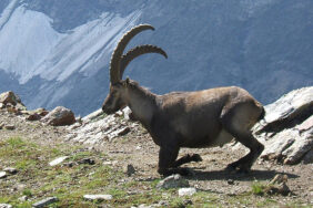 800px-SteinbockGabinten