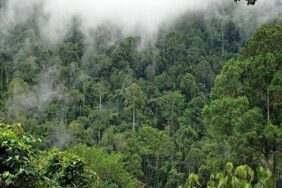 Amazon-Orman-1024x630