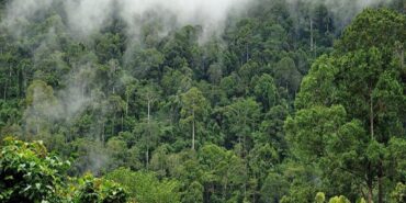 Amazon-Orman-1024x630