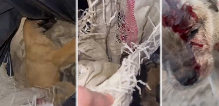 Erzincan’dan yine köpek katliamı görüntüleri geldi