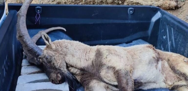 Dersim’de bir yaban keçisi daha katledildi