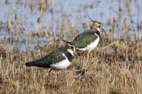 Ekran görüntüsü 2023-01-26 164353