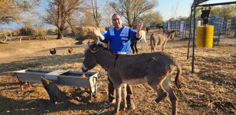 Şırnak’ta ölüme terk edilen eşek tedaviye alındı
