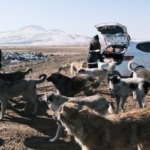 hayvanlarkoruma-4-1024x576