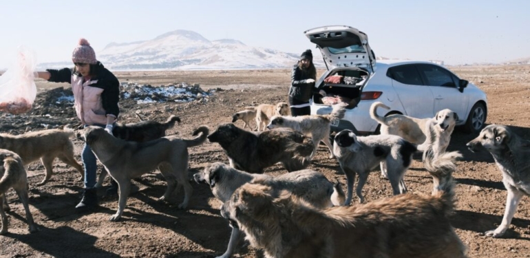 Van’da sokak hayvanları çöplükten besleniyor