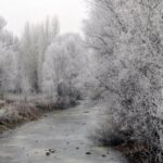 mus-ta-agaclar-kiragi-tuttu-dere-yatagi-buzla-kaplandi