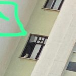 690x390cc-amd-20-02-2023-diyar-galeria-hayvan