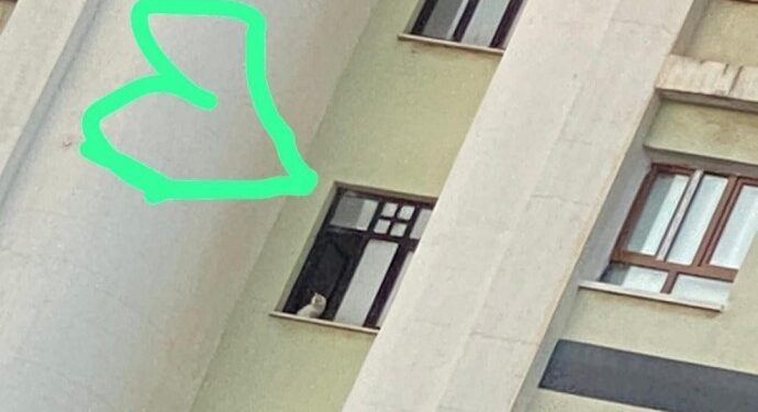 Galeria’da mahsur kalan 12 kedi, 1 köpek, 1 kuş ‘valilik izni’ bekliyor!