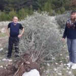 690x390cc-mgl-24-02-2023-kardok-zeytin-agaclari-icin-suc-duyurusu5