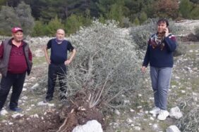 690x390cc-mgl-24-02-2023-kardok-zeytin-agaclari-icin-suc-duyurusu5