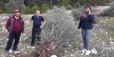 690x390cc-mgl-24-02-2023-kardok-zeytin-agaclari-icin-suc-duyurusu5