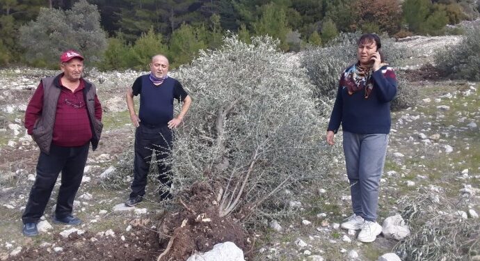 YK Enerji zeytin ağaçlarını kökünden söktü