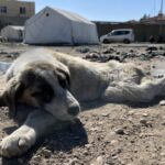 690x390cc-mrs-24-02-2023-kopek-bir-haftadir-tedavi-edilmiyor2