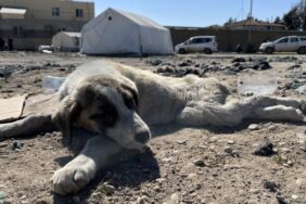 690x390cc-mrs-24-02-2023-kopek-bir-haftadir-tedavi-edilmiyor2