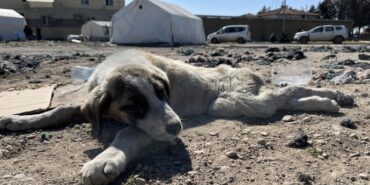 690x390cc-mrs-24-02-2023-kopek-bir-haftadir-tedavi-edilmiyor2