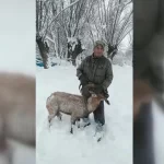 kopeklerin-saldirisina-ugrayan-dag-kecisini-muhtar-kurtardi