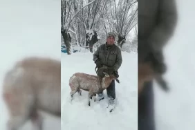 kopeklerin-saldirisina-ugrayan-dag-kecisini-muhtar-kurtardi