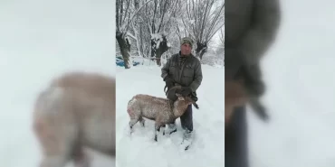 kopeklerin-saldirisina-ugrayan-dag-kecisini-muhtar-kurtardi