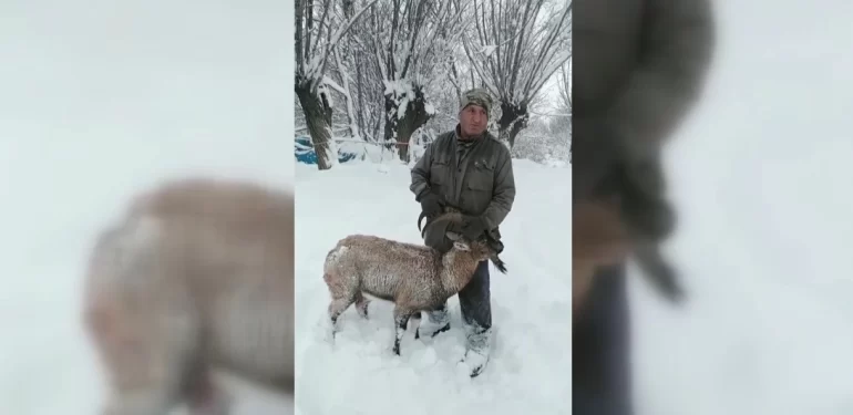 Erzincan’da köpeklerin saldırısına uğrayan dağ keçisi kurtarıldı