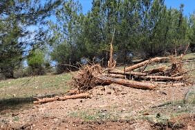 690x390cc-amd-07-03-2023-dicle-universitesi-agac-kiyimi4