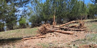 690x390cc-amd-07-03-2023-dicle-universitesi-agac-kiyimi4