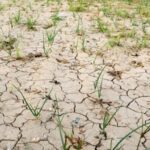 690x390cc-izm-96-03-2023-egede-kuraklik