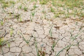 690x390cc-izm-96-03-2023-egede-kuraklik