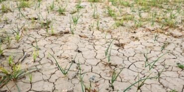 690x390cc-izm-96-03-2023-egede-kuraklik