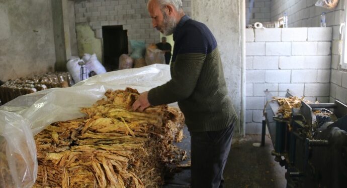 Enkaz altında kalan tütünün fiyatı yüzde 100 arttı