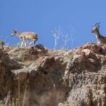 690x390cc-srnk-16-03-2023-silopi-pezkovi-necir-ceza